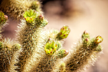 Flowering Cactus in Joshua Tree