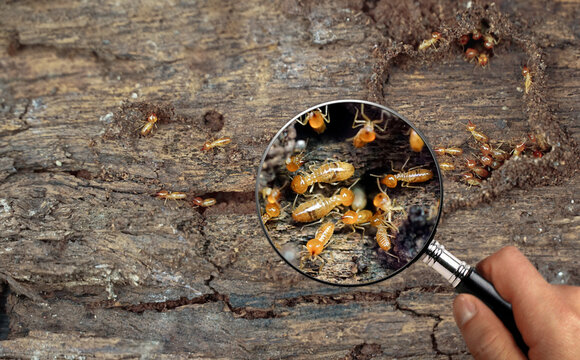 Termite Workers, Small termites, Work termites walk in the nest. Termites enlarge, zoom with magnifying glass.	
