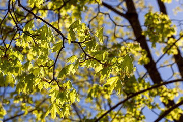 flowering maple trees in the spring season