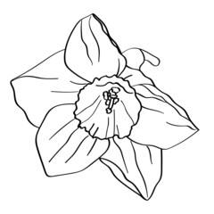 Flower narcissus. The botanical element is hand drawn with a black outline on a white background.