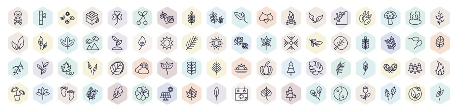 set of nature web icons in outline style. thin line icons such as death, season, american mountain ash, falcate, seeding, nut leaf, cuspicate, woods, magnolia leaf icon.
