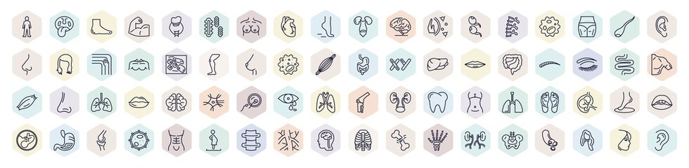 set of human body parts web icons in outline style. thin line icons such as standing human body, human foot, heart, two spermatozoon, skin cells, eyebrow, fertilization, foot side view, brain inside - obrazy, fototapety, plakaty
