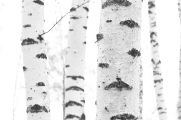 Young birches with black and white birch bark in winter in birch grove against background of other birches