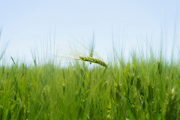 Obraz premium Wheat field, close up, selective focus. Agricultural scene in Russia. Cereal plantation.