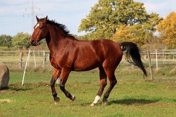 brown quarter horse is running on the paddock