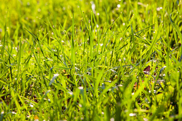 part of the field where green grass grows