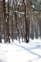 Vertical view with forest shadows on snow surface and sparse trees on background