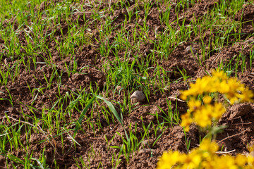part of the field where green grass grows