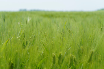 Wheat field, close up, selective focus. Agricultural scene in Russia. Cereal plantation.