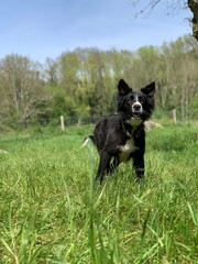 border collie dog