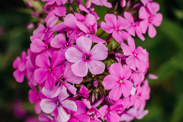 Bright pink close-up of phloxes in a summer garden on a green background