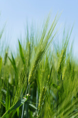 Wheat field, close up, selective focus. Agricultural scene in Russia. Cereal plantation.
