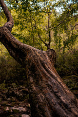 Arriba de la corteza