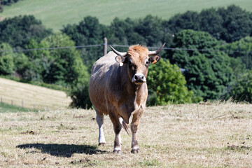 French Aubrac cow . Curious cow staring at the photographer