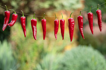 Lot of fresh red chilli peppers strung up on rope. Chili pepper air drying process. - obrazy, fototapety, plakaty