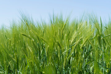 Wheat field, close up, selective focus. Agricultural scene in Russia. Cereal plantation.