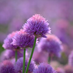 Landscape with purple chives flowers. Summer sunny day with sun, blue sky and colorful nature background.