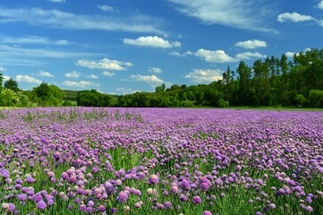 Landscape with purple chives flowers. Summer sunny day with sun, blue sky and colorful nature background.