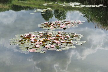 water lilies lilie wodne