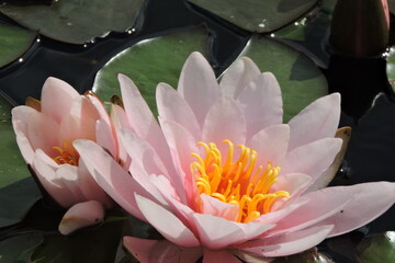 wooter lilies lilie wodne