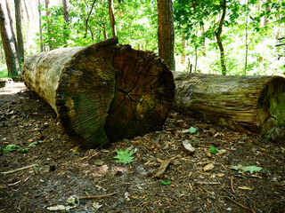 Obraz premium It's the felled tree in the forest