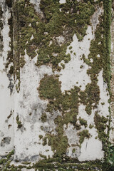 Big old concrete wall with green moss and lichen