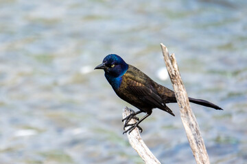 A Grackle perches on a branch.  Rippling water is blurred in the background.