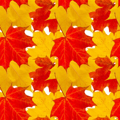 Fototapeta premium Bright pattern from maple leaves. Cheerful seamless texture of fallen red-yellow maple leaves.