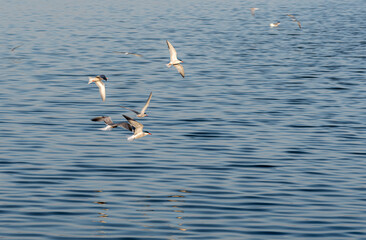 The tern (sea tern) living in the Izmir city forest is constantly hunting fish both to feed its stomach and to take food to its nest.