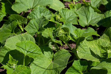 cucumber plants in greenhouses for industrial cultivation