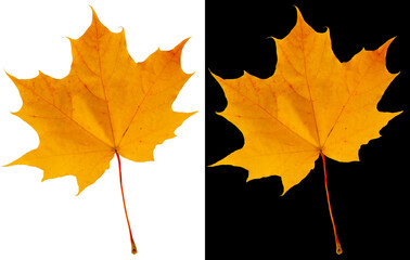 Autumn maple leaf isolated on white and black backgrounds. Saffron yellow maple leaf.