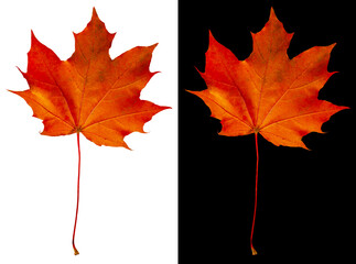 Autumn maple leaf isolated on white and black backgrounds. Beautiful red-orange maple leaf.