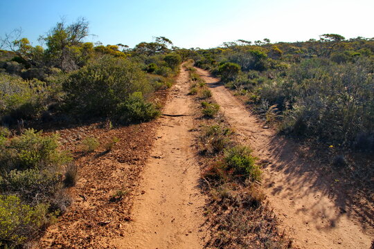 Australian bush on the Nullarbor Plain