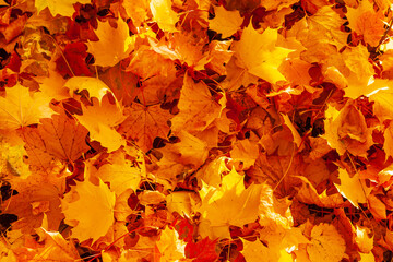 Naklejka na ściany i meble Autumn maple leaves. Carpet of fallen yellow-orange maple leaves.