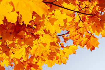 Fototapeta na wymiar Yellow-orange maple leaves in the crown of a tree, illuminated by the sun. Autumn maple leaves.