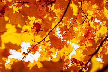Autumn maple leaves. Yellow-orange maple leaves in the crown of a tree, view from below.