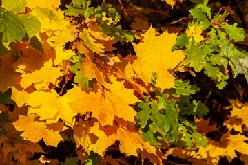Autumn maple leaves. Maple leaves with oak leaves. Yellow-orange maple leaves interspersed with green oak leaves.