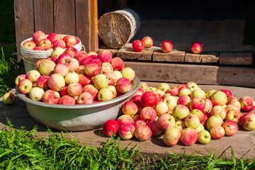 A bountiful harvest of homemade apples. A pile of harvested homemade apples on the porch.