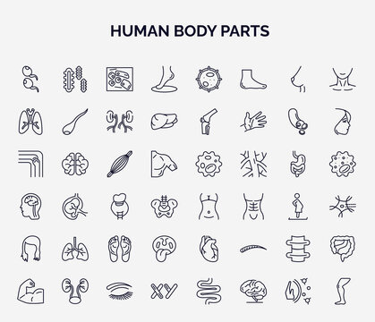 Set Of Human Body Parts Web Icons In Outline Style. Thin Line Icons Such As Two Spermatozoon, Foot Side View, Lungs With The Trachea, Human Muscle, Female Hips And Waist, Human Lungs, Tonsil, Spine