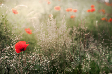  Czerwone kwiaty maku na rozświetlonej promieniami łące. Naturalne tło w nieostrości zielona łąka. Bokeh. Tapeta, obraz..  - obrazy, fototapety, plakaty