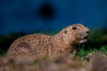 A cute black-tailed prairie dog (Cynomys ludovicianus)
