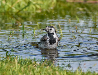 White wagtail bathes in water