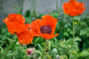 Red poppy blooms in the garden