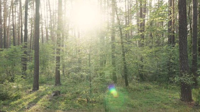 Beautiful Nature Forest Trees Green Grass Sun Woods Sunset