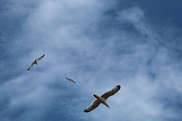 Seagulls flying over the promenade at Llandudno in North Wales.