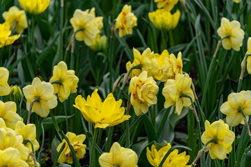 Obraz premium yellow flowers