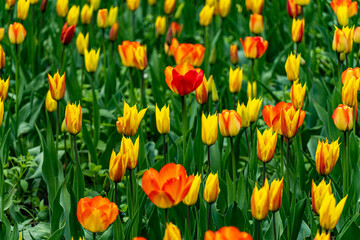 Obraz premium yellow and red tulips