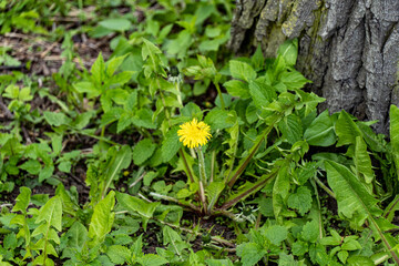 flowers in the garden