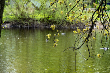 ducks on the lake