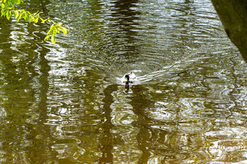 duck in the pond